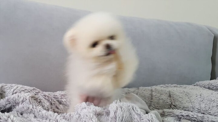 Cute puppy’s hilarious reaction to trying pig skin for the first time