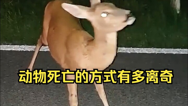 动物离奇死亡鉴定32