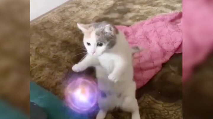 [Persembahan Aksi Kucing yang Lucu dan Menggemaskan] “Kucing yang menggemaskan itu biasa-biasa saja,