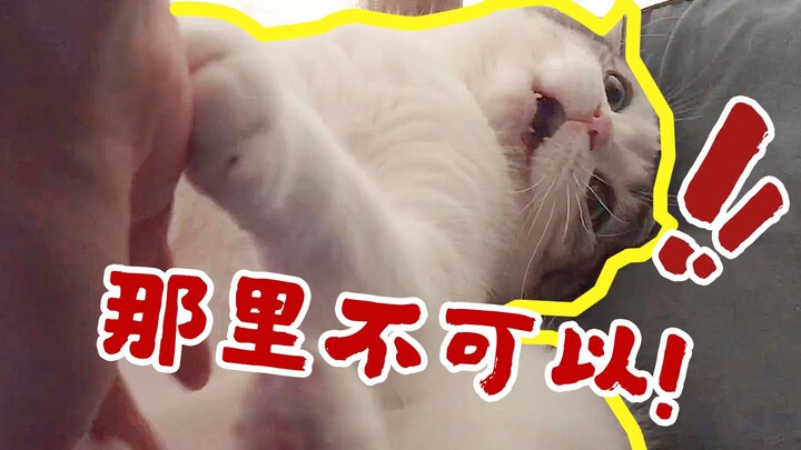 Hari nyata seekor kucing: Siang hari manis-manis digaruk tuan sampai botak, tengah malam diam-diam b