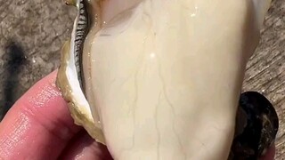Let me introduce you to oysters!