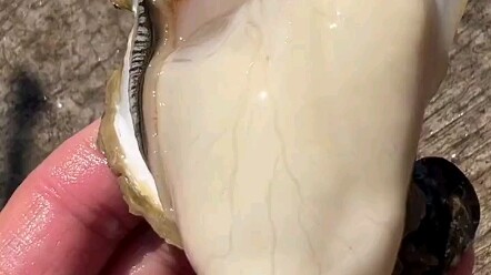 دعوني أقدم لكم المحار!