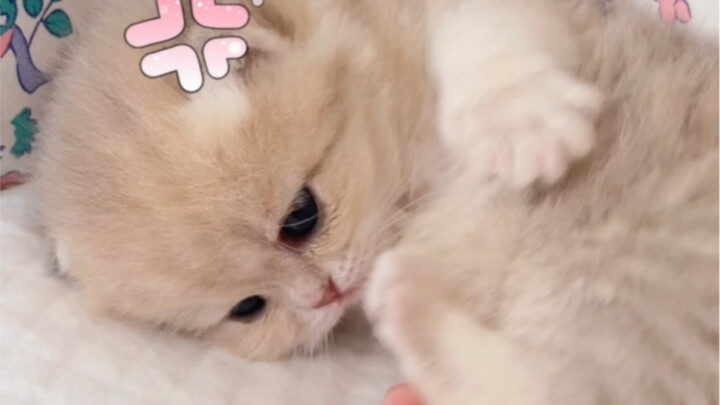 Tớ dễ thương thế này, không được tùy tiện sờ đâu!