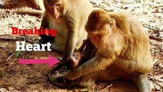 Break Heart Never Seen Monkey Brinn Started Wean Her Baby Hardly, Real Pity Baby Brittany Stop Milk​