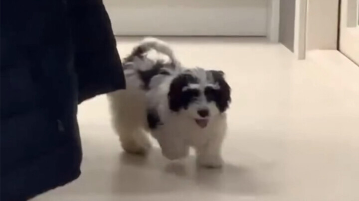 Updating/Recording Wonwoo and his family’s little snow updates—All Snow is just the cutest Oreo Shib
