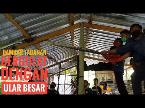EVAKUASI ULAR BESAR CANTIK/DAMKAR  POL PP TABANAN