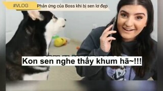 Phản ứng của boss khi bị sen ngó lơ #meme