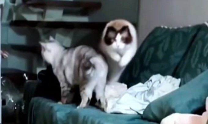 Cat: Is it dinnertime?