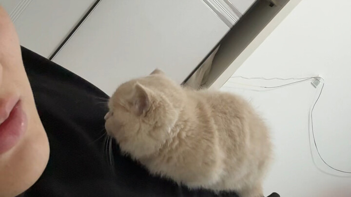 أنا أكره القطط أكثر شيء! هذا مش تفاخر مني أبداً!