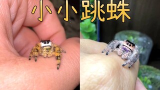 怎么会有这么可爱的小蜘蛛啊！！