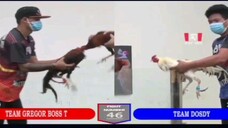Sabong Part-159 Pula Vs Sinibalang 1 hit tapos