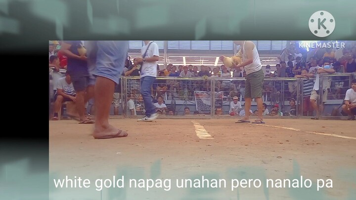 white gold 2x winner vs talisay at Marin Island Game arena