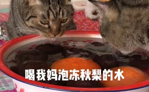 أمي قالت بحزم إنها لن تسمح بإحضارهما إلى البيت العام المقبل # القطط الأولى بعد العودة إلى القرية...