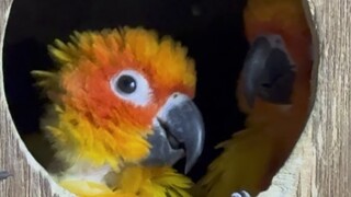 Sun Conure Bird