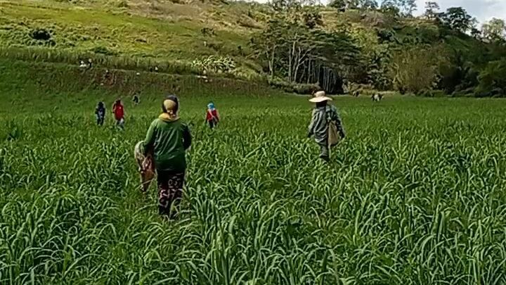 sugar farming girl ❣️💪in the Philippines