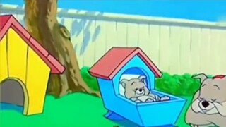 Ketika kucing dan tikus bersinar dalam kenyataan. .