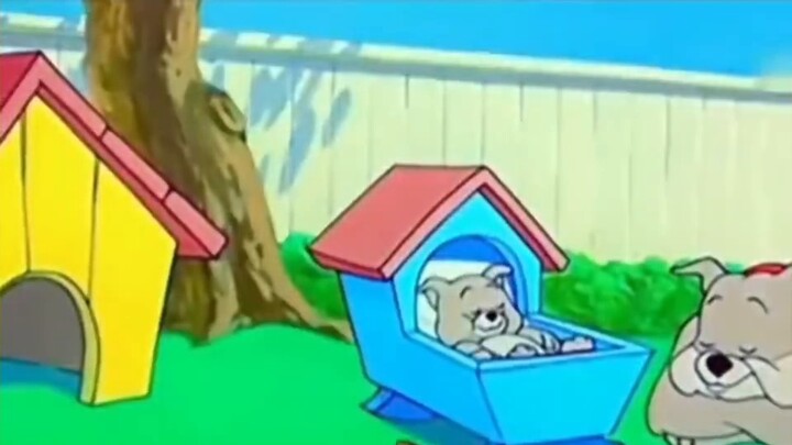 Khi mèo và chuột xuất hiện trong thực tế. .