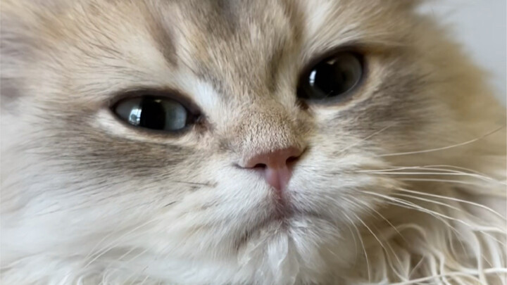 Let me show you my new kitten