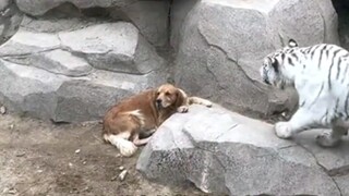 有这样的孩子，也太有安全感了吧