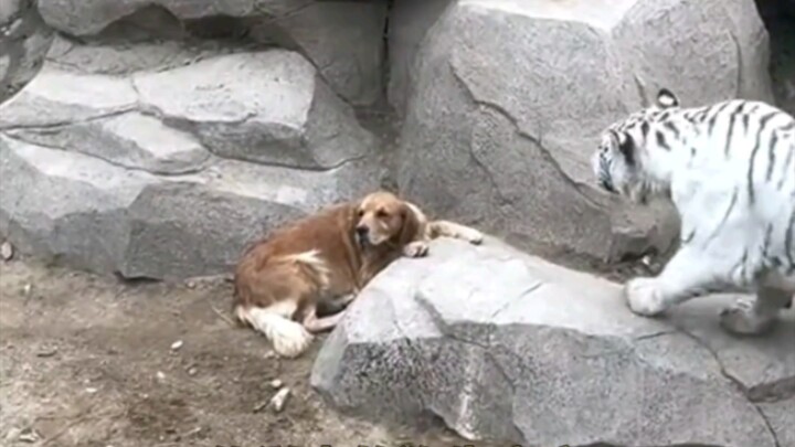 有这样的孩子，也太有安全感了吧