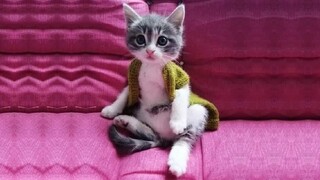 THE CUTEST CATS In The World ✪ Funny Cats