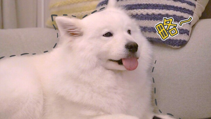 Kẹo dẻo Samoyed buồn ngủ, ngáp mãi không nổi, bố mẹ thì đứng cạnh cười thầm; Kẹo dẻo: “Thực sự mệt q