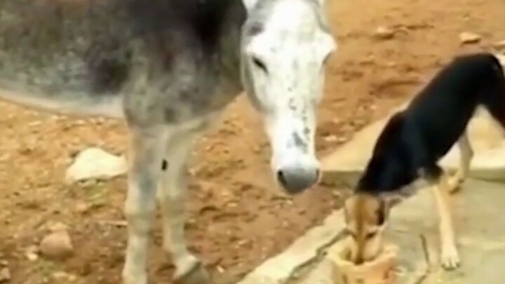 ที่แท้หมาก็เหมือนกัน ชอบข่มคนอ่อนแอแต่กลัวคนแข็งแกร่ง