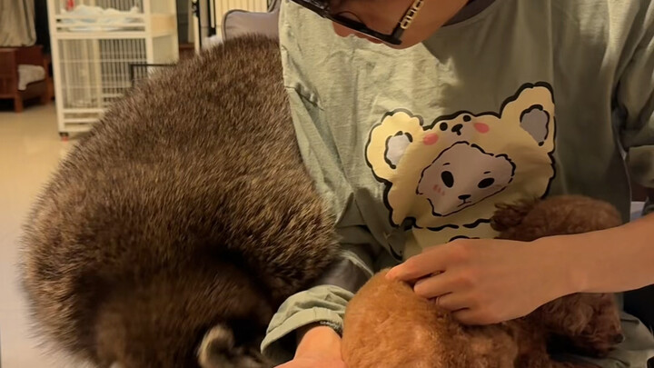 Ternyata rakun juga ingin menarik perhatian! #RakunKecil #RencanaDebutHewanPeliharaanImut