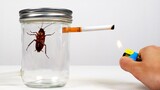 [สัตว์]จะเกิดอะไรขึ้นถ้าแมลงสาบสูบบุหรี่ทั้งซอง