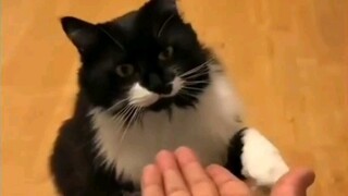 猫：实不相瞒我有很多问号