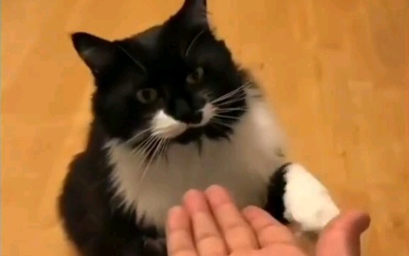 猫：实不相瞒我有很多问号