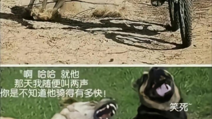 ในวินาทีที่ล้มลง เขาสามารถจัดการหมาได้สิบตัวเลย!