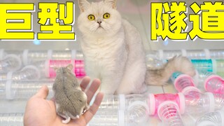 建造超大仓鼠隧道，猫咪还在一旁盯梢，仓鼠：这是去世加速器吧！