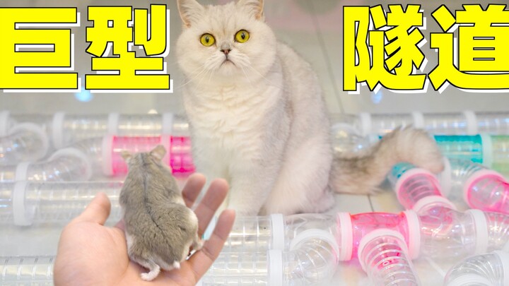 สร้างอุโมงค์หนูแฮมสเตอร์ขนาดใหญ่สุดๆ แมวยังคอยจ้องอยู่ข้างๆ หนูแฮมสเตอร์: นี่มันเครื่องเร่งความตายชั