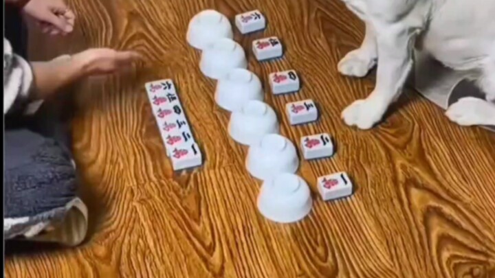 In 2024, the latest blockbuster “The Gambling Dog” follows in the footsteps of “Gambling Master,” “G