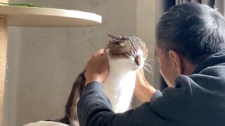 Anak kucing berinteraksi dengan kakeknya