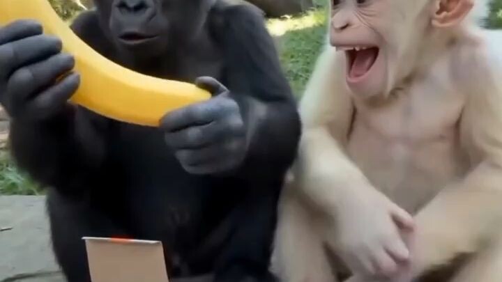 monkey comedy gorila comedy 😅😂🤣