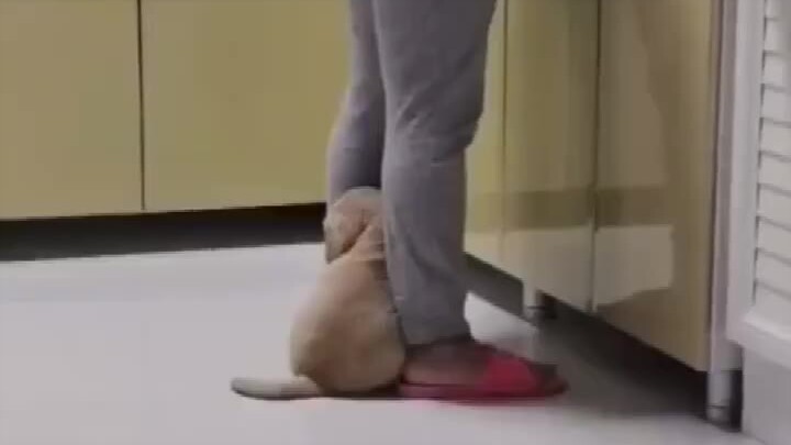 Who wouldn’t want a super clingy dog?!