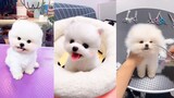 Tik Tok Chó phốc sóc mini Funny and Cute Pomeranian Videos #3