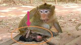 OMG Look Adorable Baby Monkey Thona Was Wrong, What Happen On Baby Monkey Thona, Tara 03