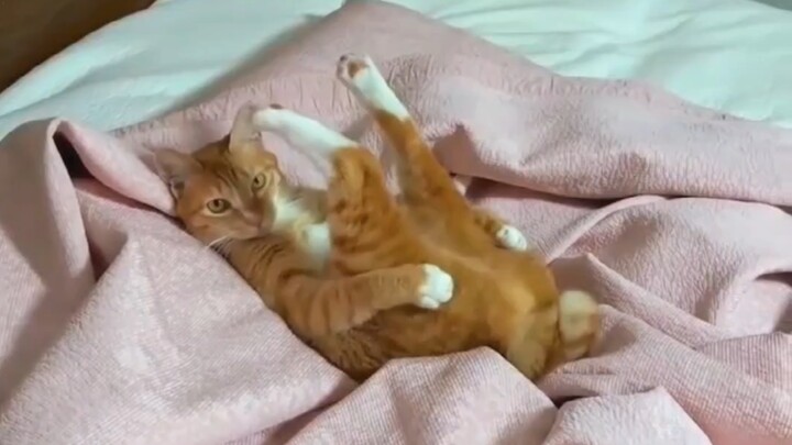 Pertama kali jadi kucing nakal, agak belum terbiasa.