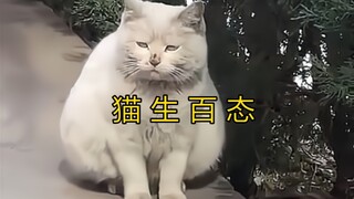 هذا هو حقًا التنوع الحقيقي في حياة القطط!