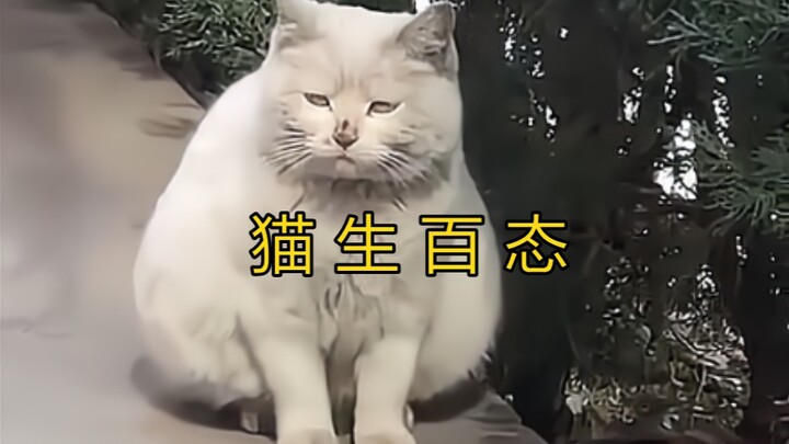 This is what a cat's life is truly like!