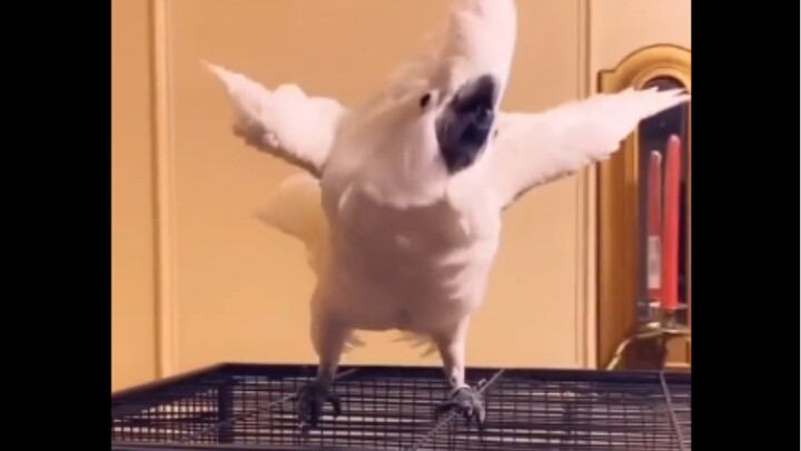 In Russia, everyone gives Vitas the cold shoulder. Meanwhile, the Chinese…