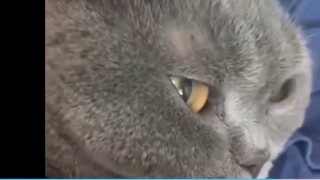 Japanese Fairy Watch "It turns out that cats and dogs also have shocked faces, so cute"