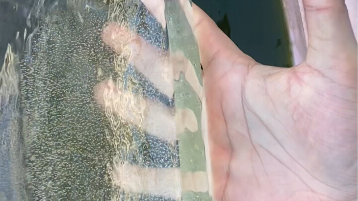 Feeding the fish: an annual tradition!