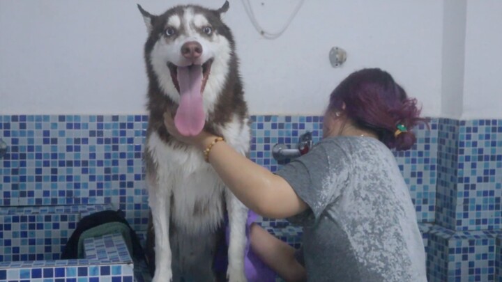 Pet Store Owner: This husky is so annoying—I really don’t want to earn this hard-earned money anymor