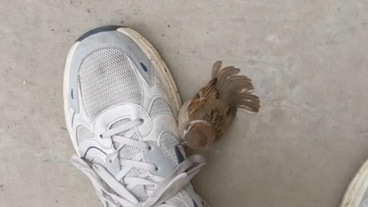 Burung kecil, kamu sudah gratis