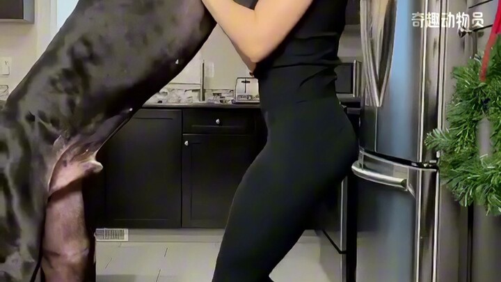 ‘Mainan Besar’ di Dunia Anjing