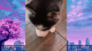 CUTE PET #น่ารัก&ตลก #5555+
